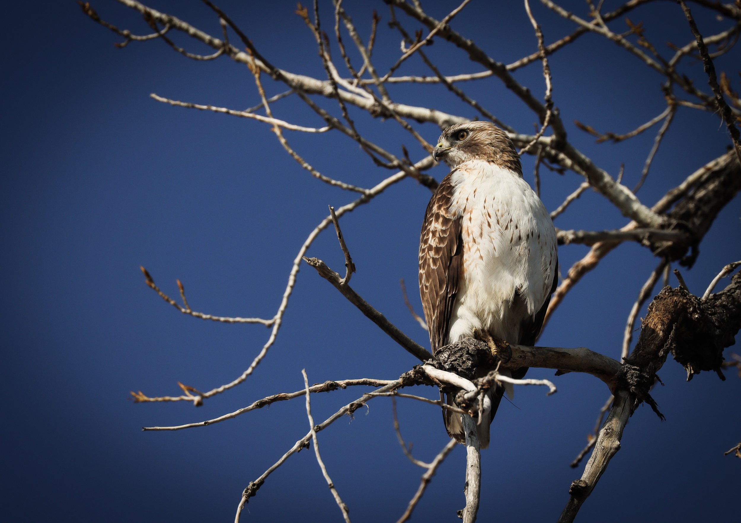 Solo Hawk