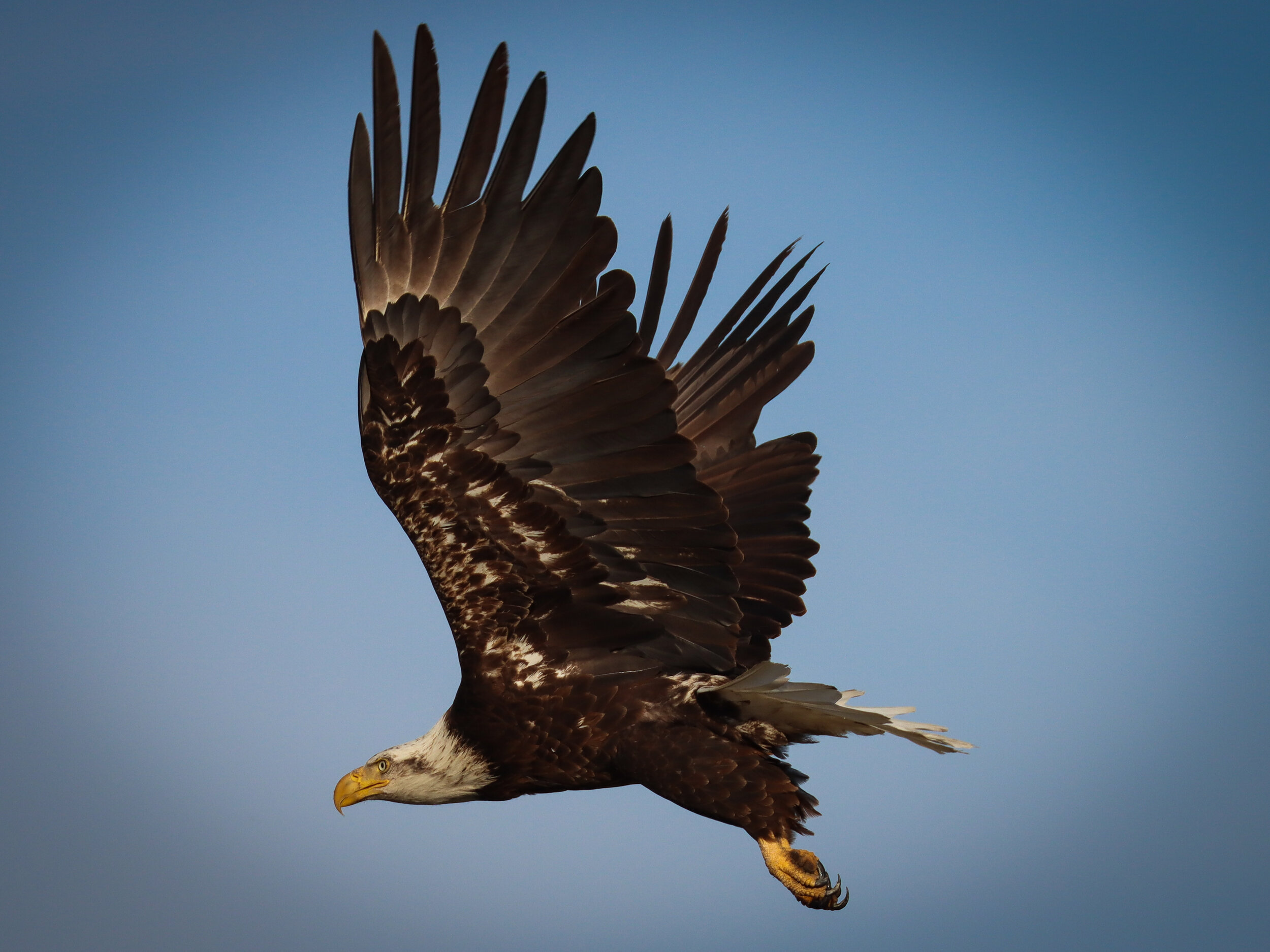 "Bald Eagle Flying"