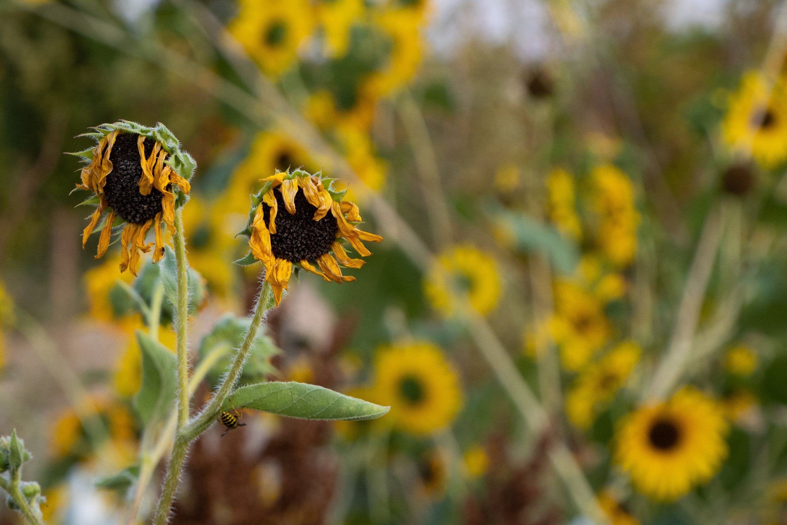 In a Field of Flowers