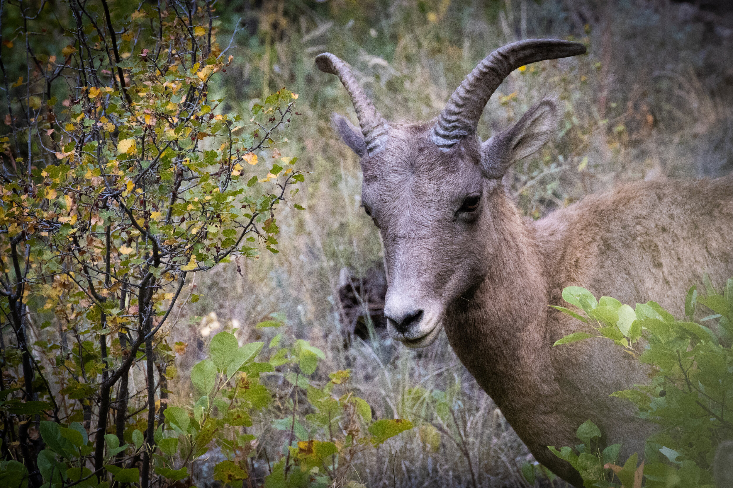"Bighorn Sheep"
