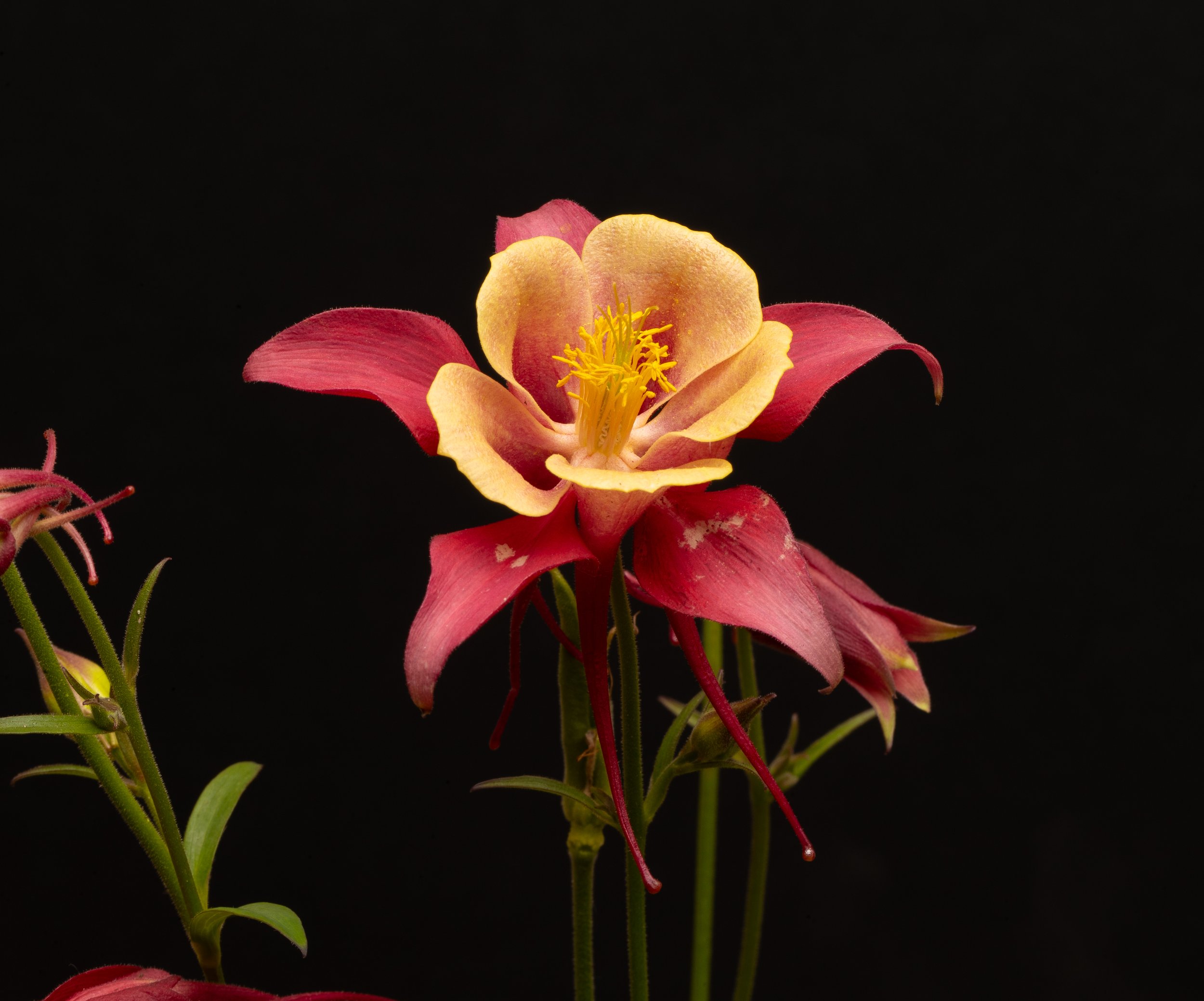 Macro Columbine Flower