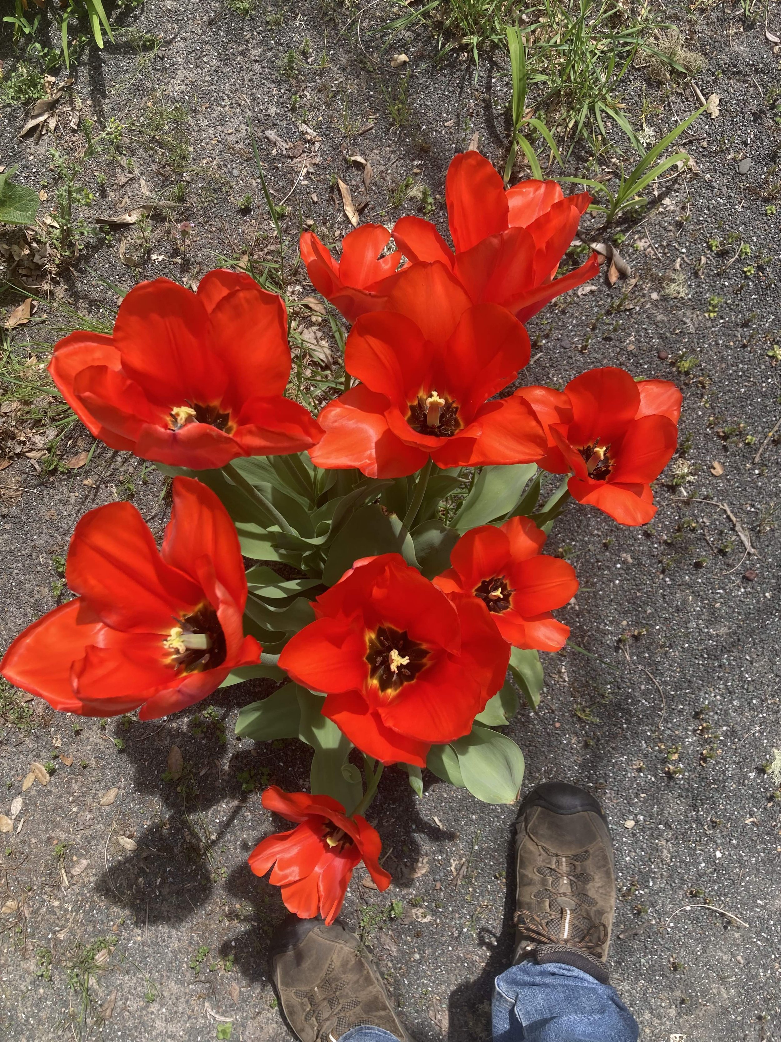 Red Tulips 2023.jpg