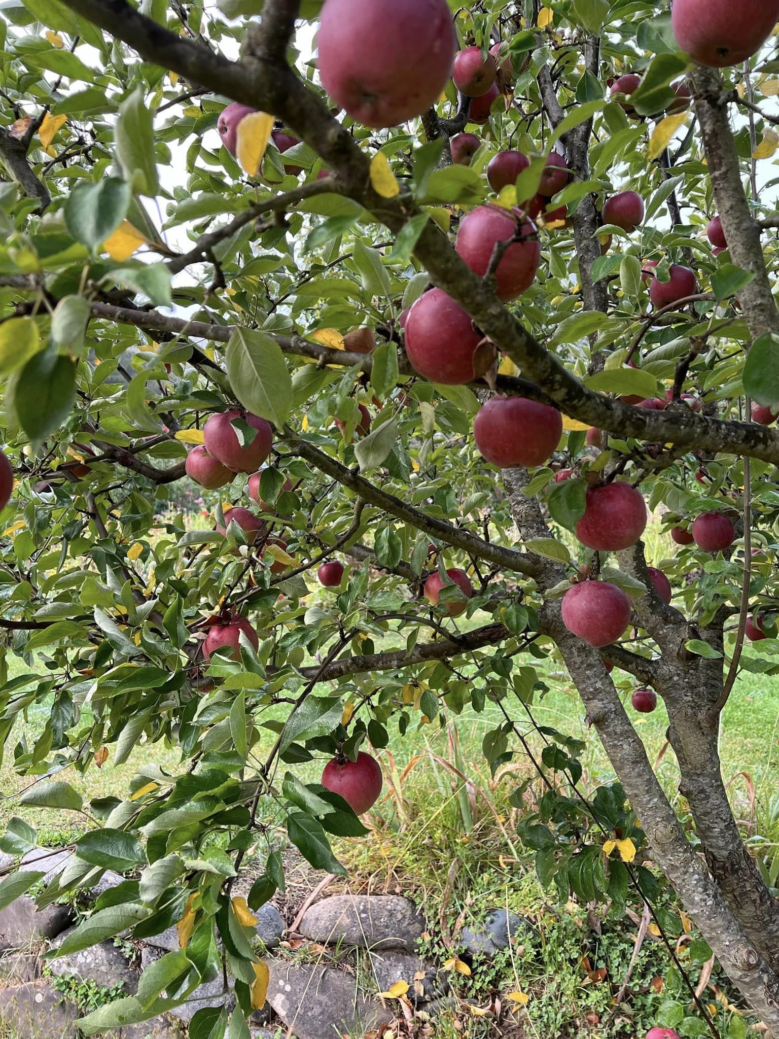 Arkansas Black apple tree.jpeg