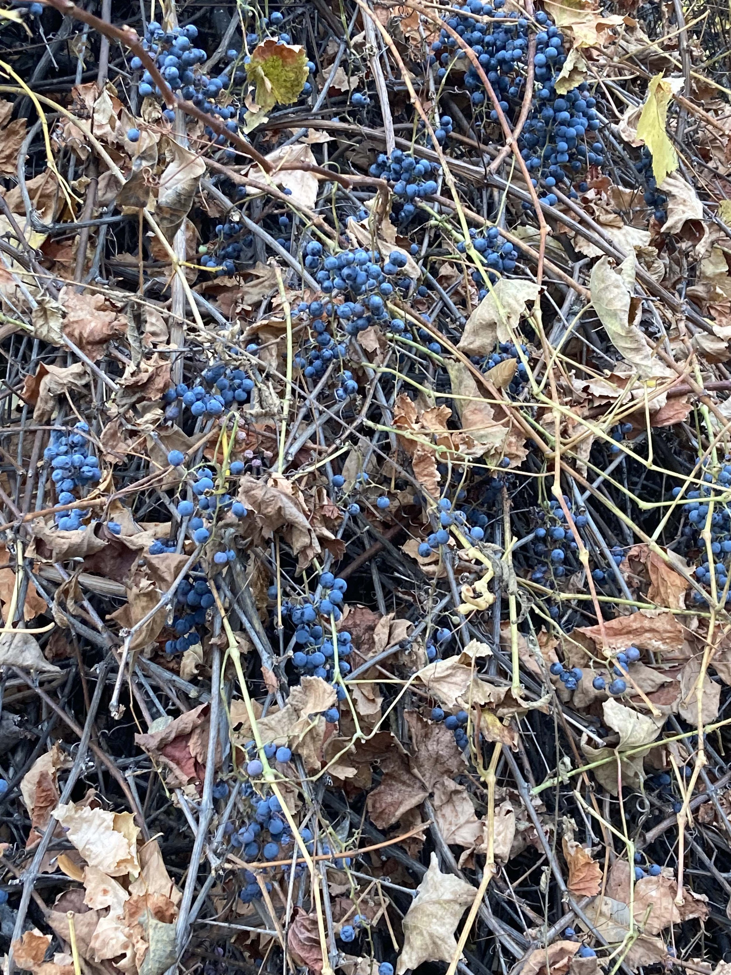 wild grapes.jpg