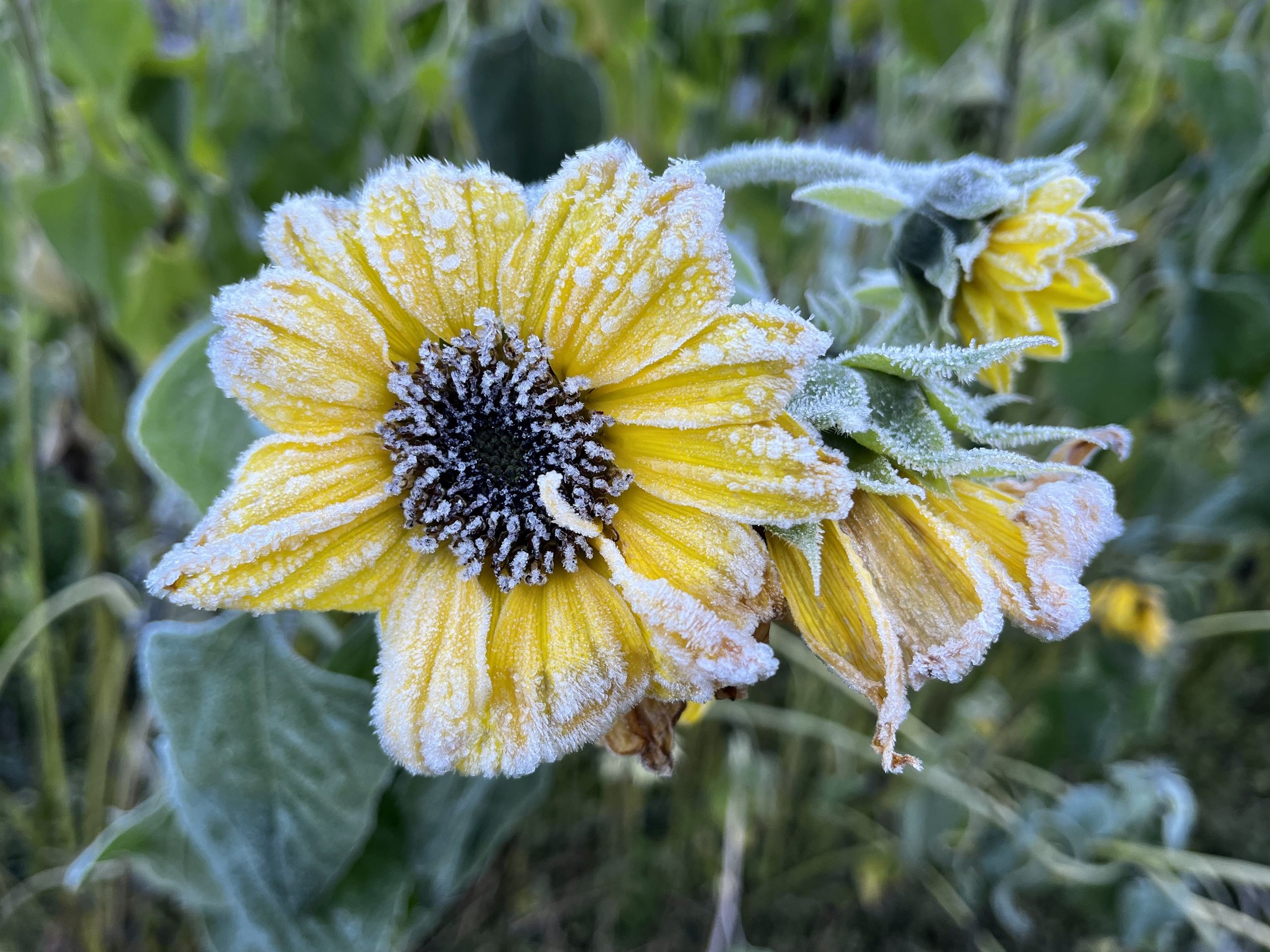 frozen sunflower.jpg