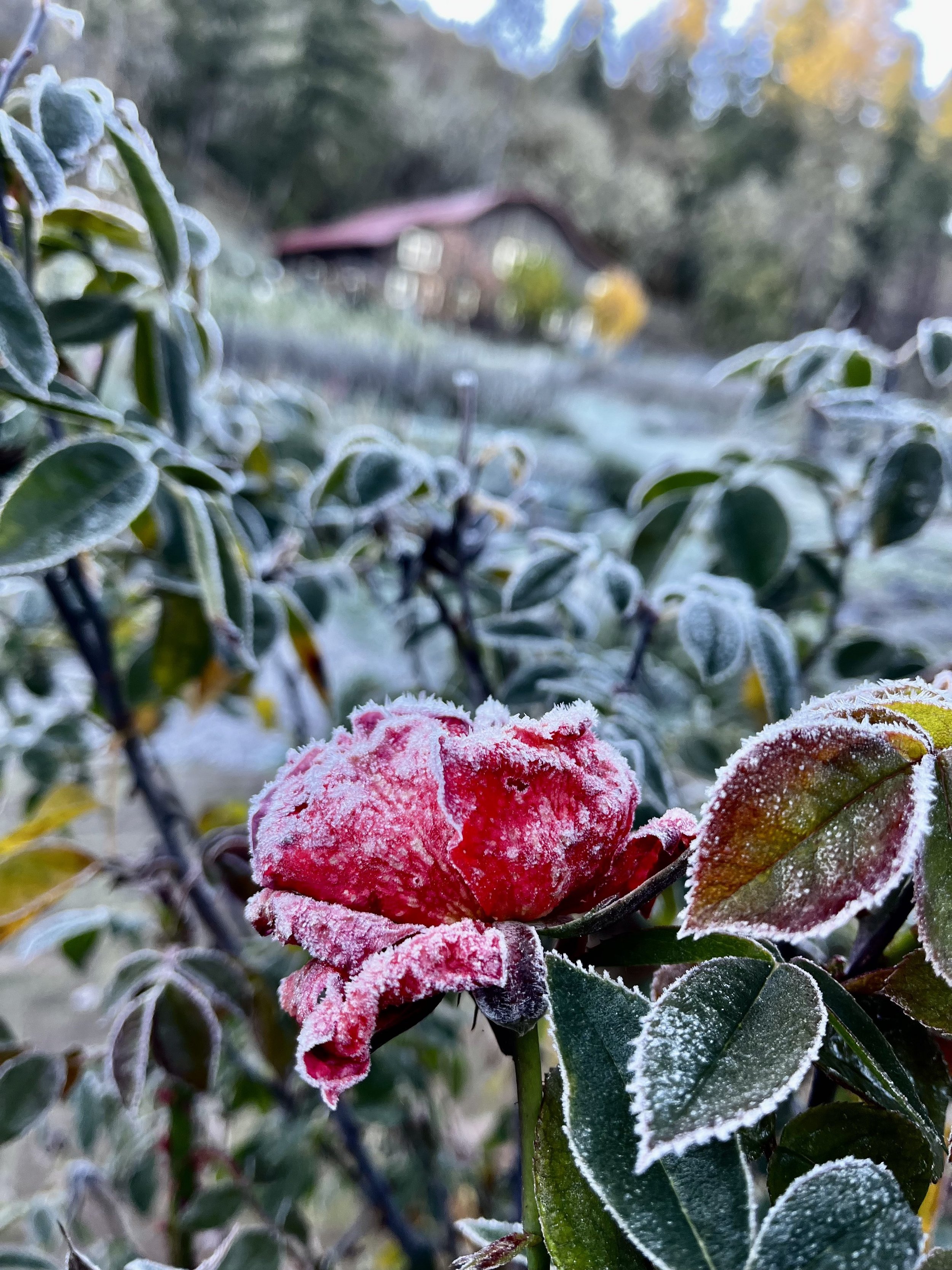 frozen rose with barn.jpg