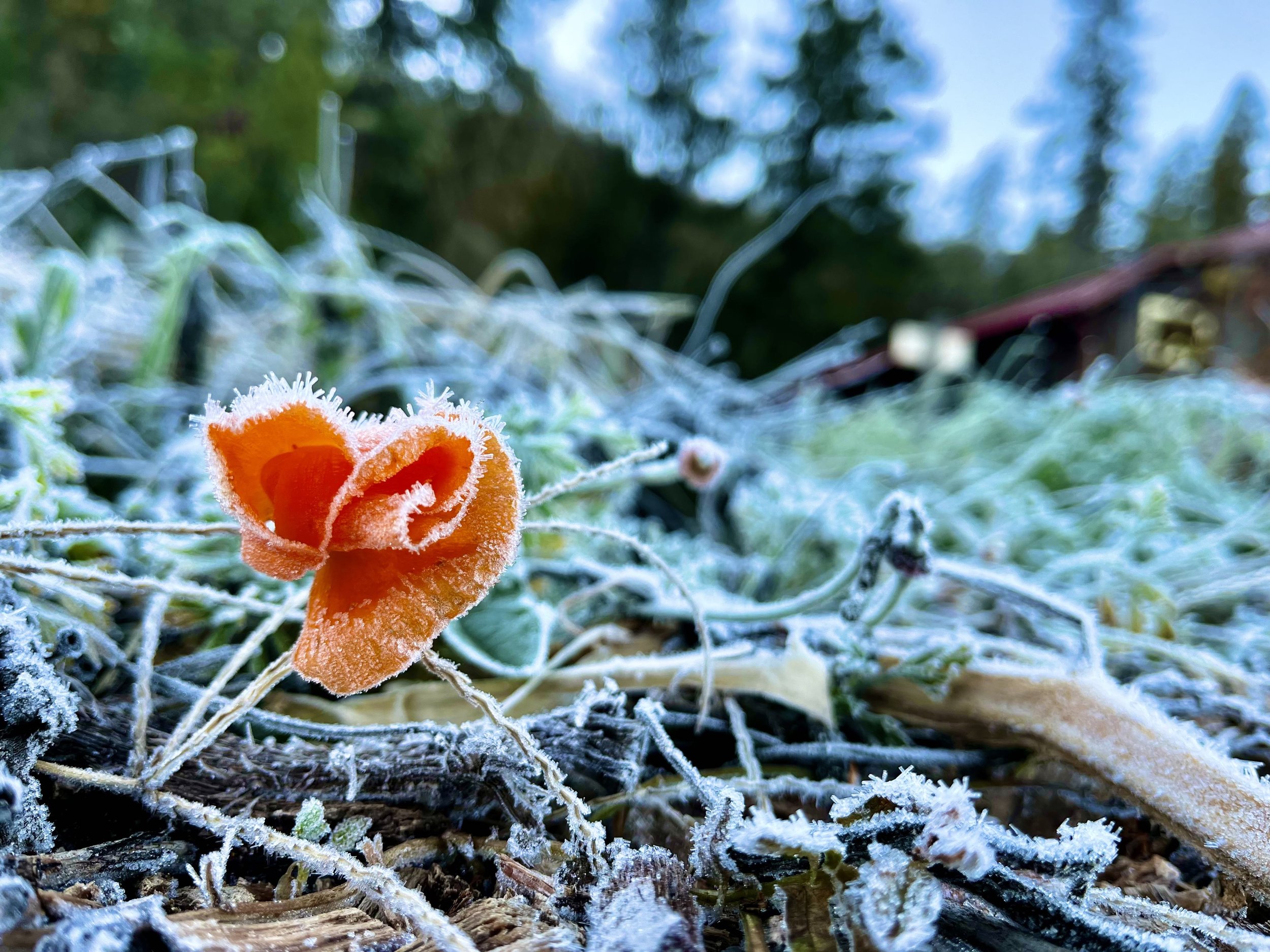 frozen poppy.jpg