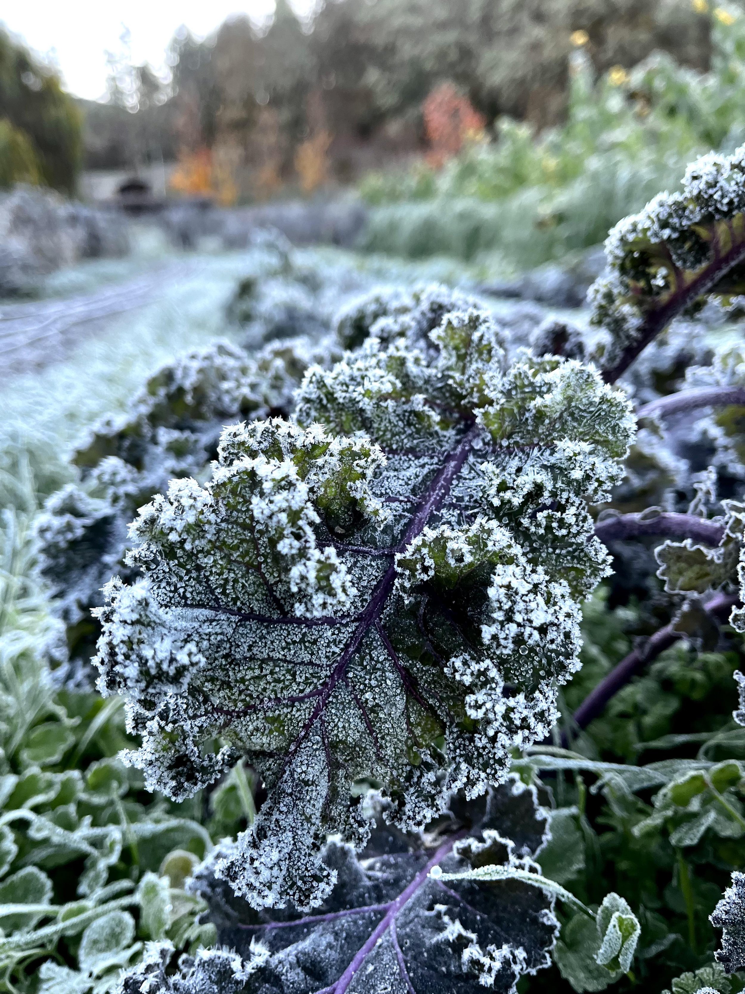 Frozen kale.jpg