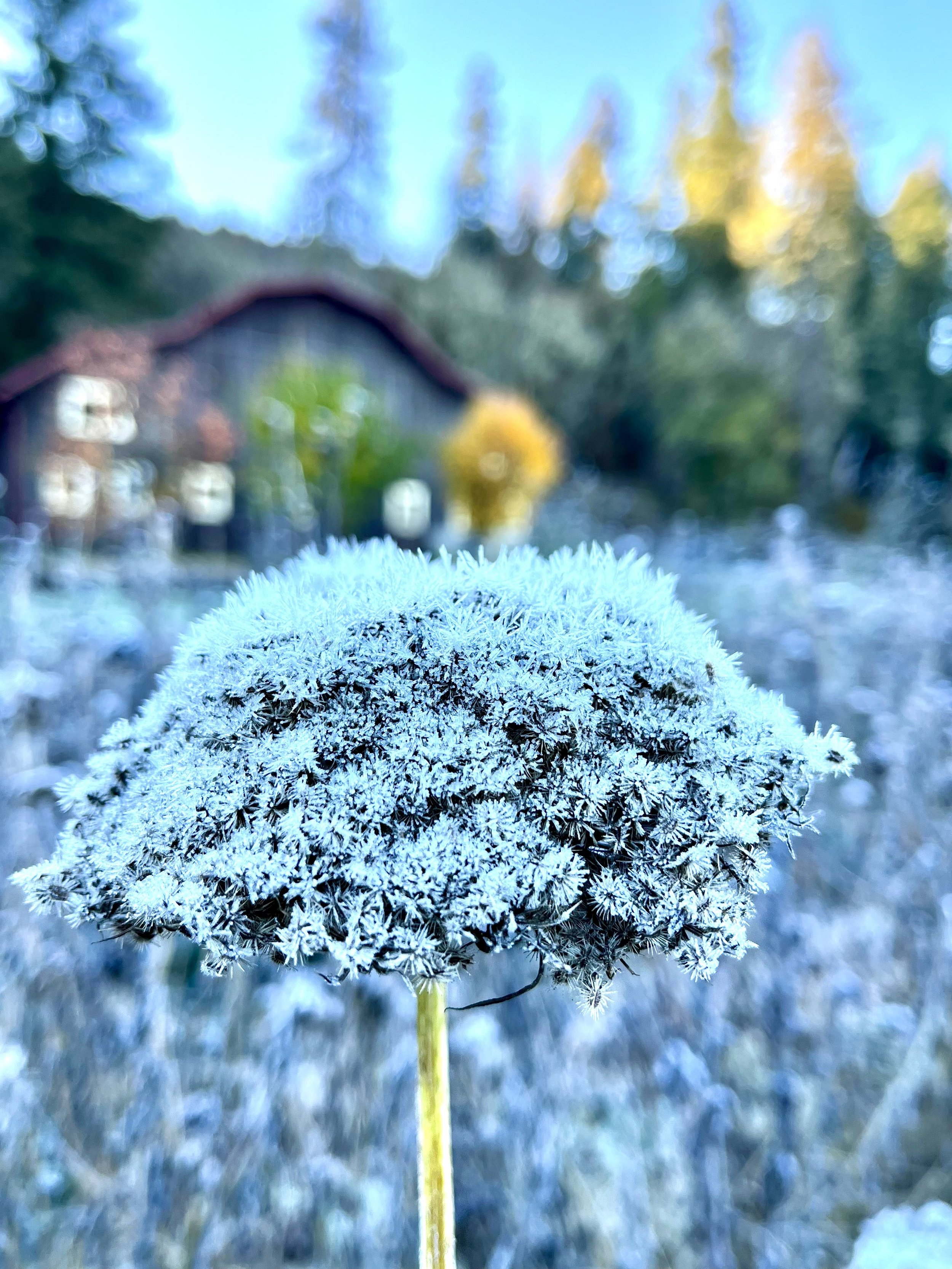 frozen carrot blossome with barn.jpg