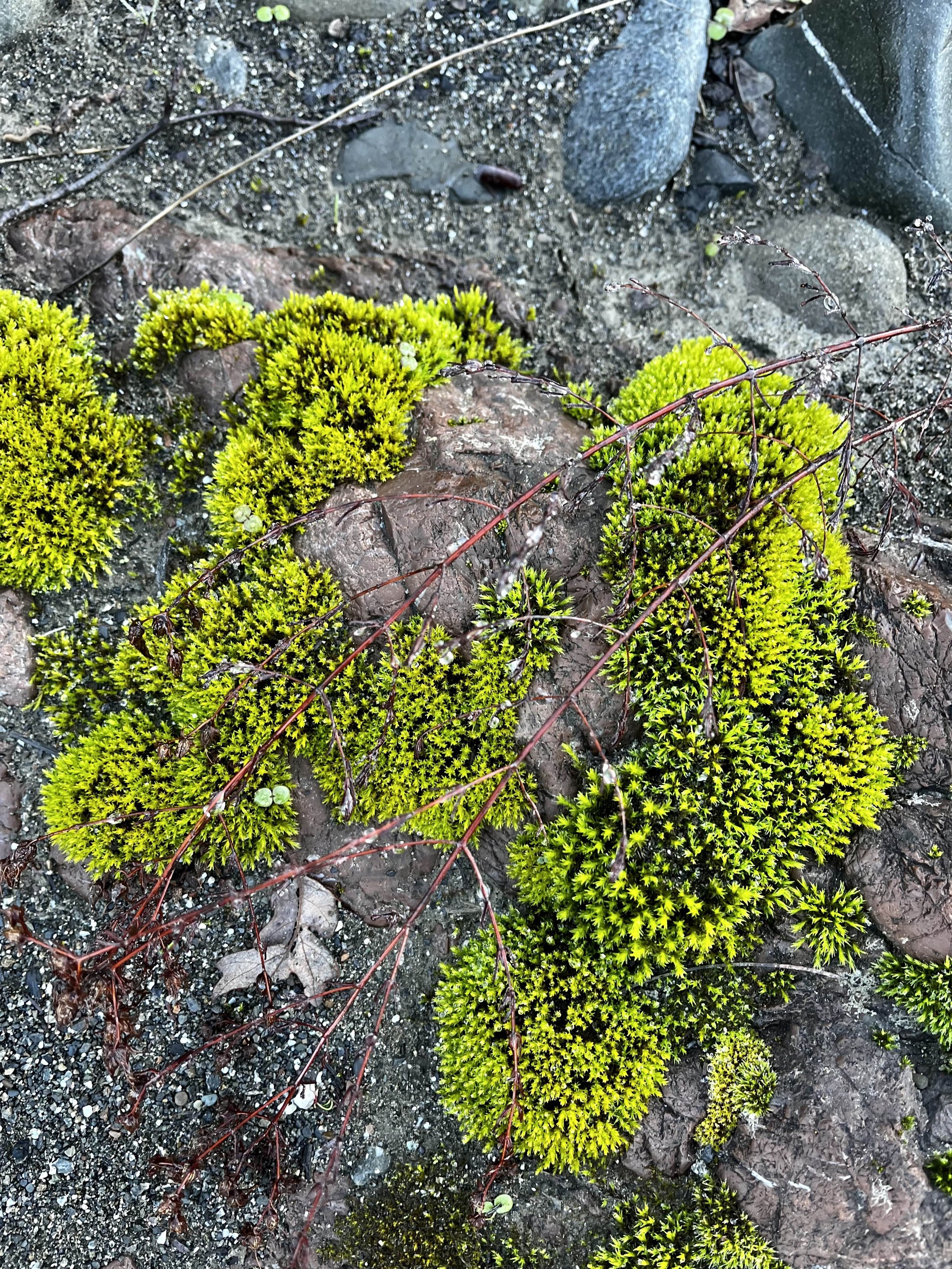 More moss on rocks.jpg