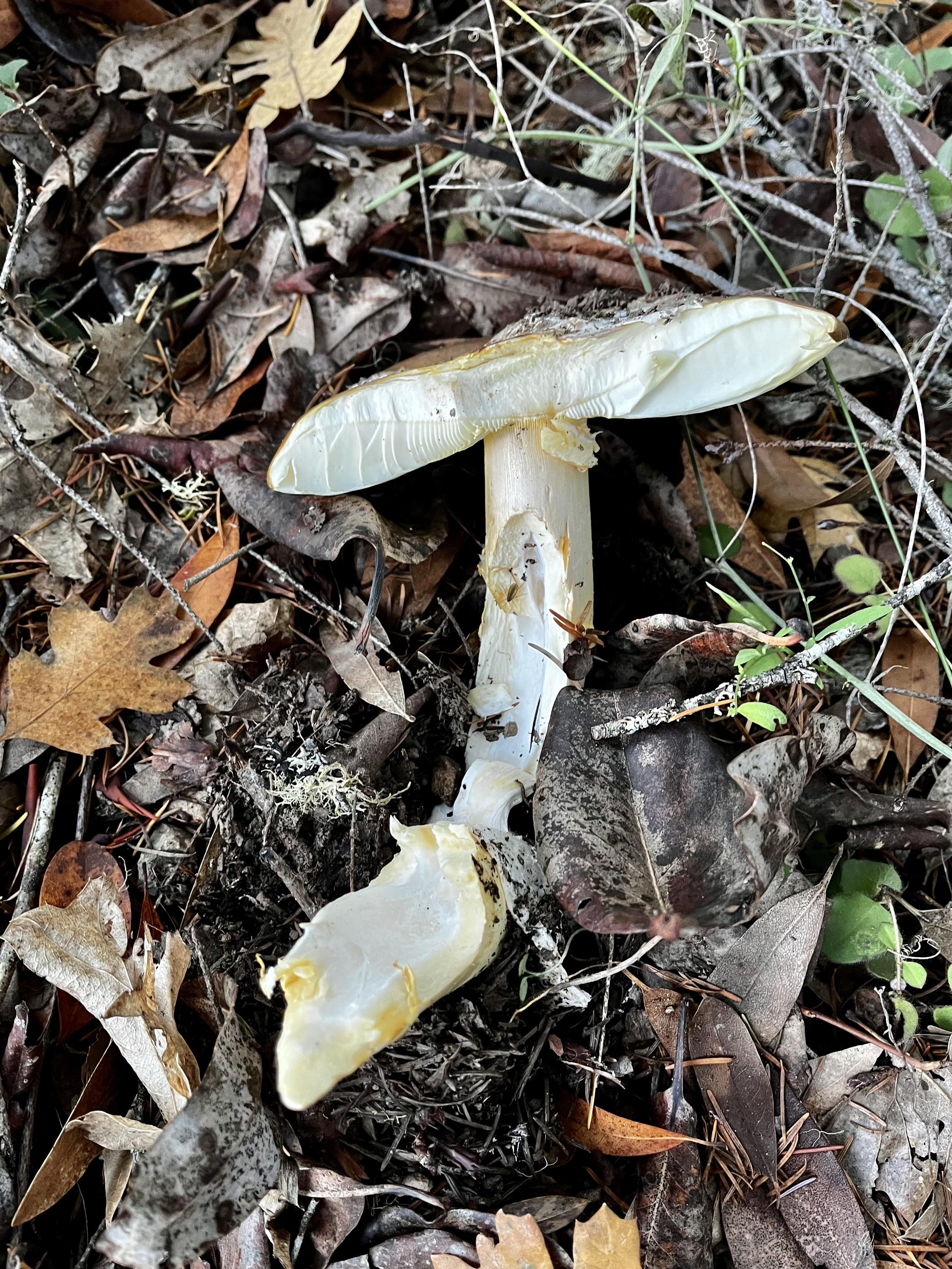 fallen mushroom.jpg