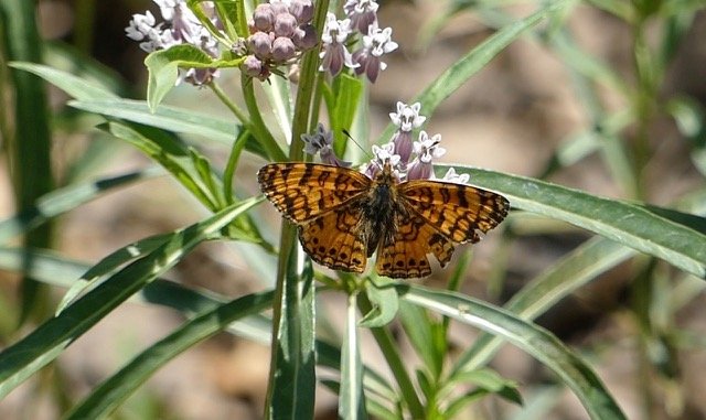 Painted lady on milkweed.jpeg