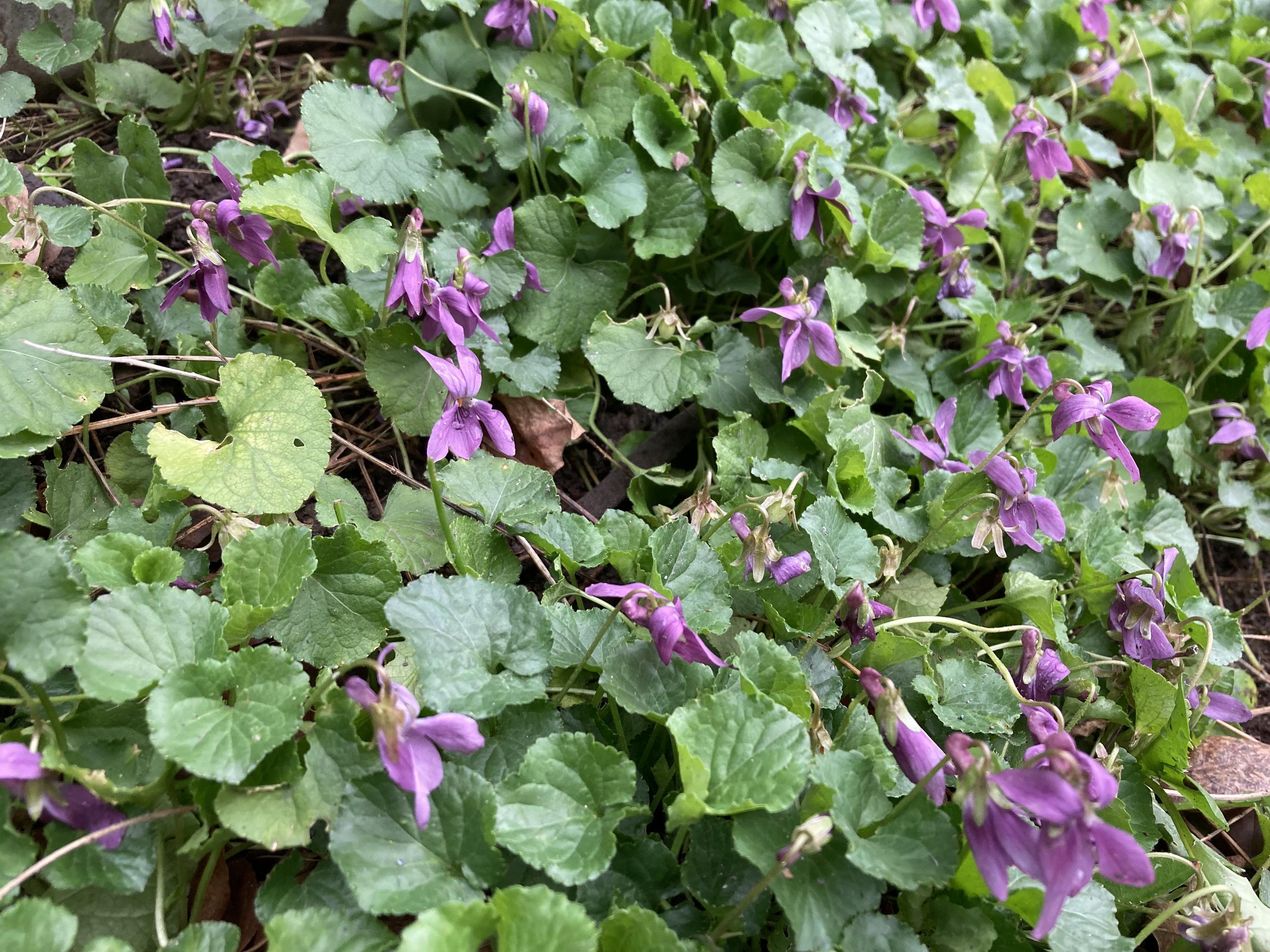 Spring violets 2024.jpg