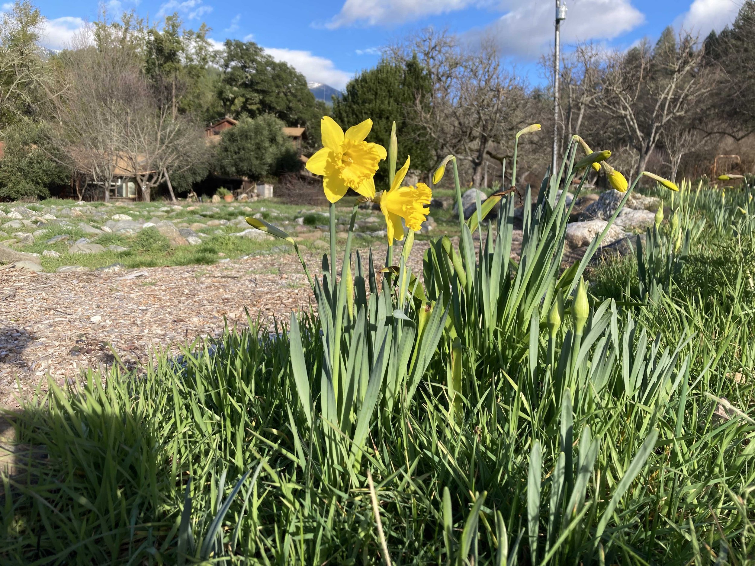 first daffodil 2024.jpg