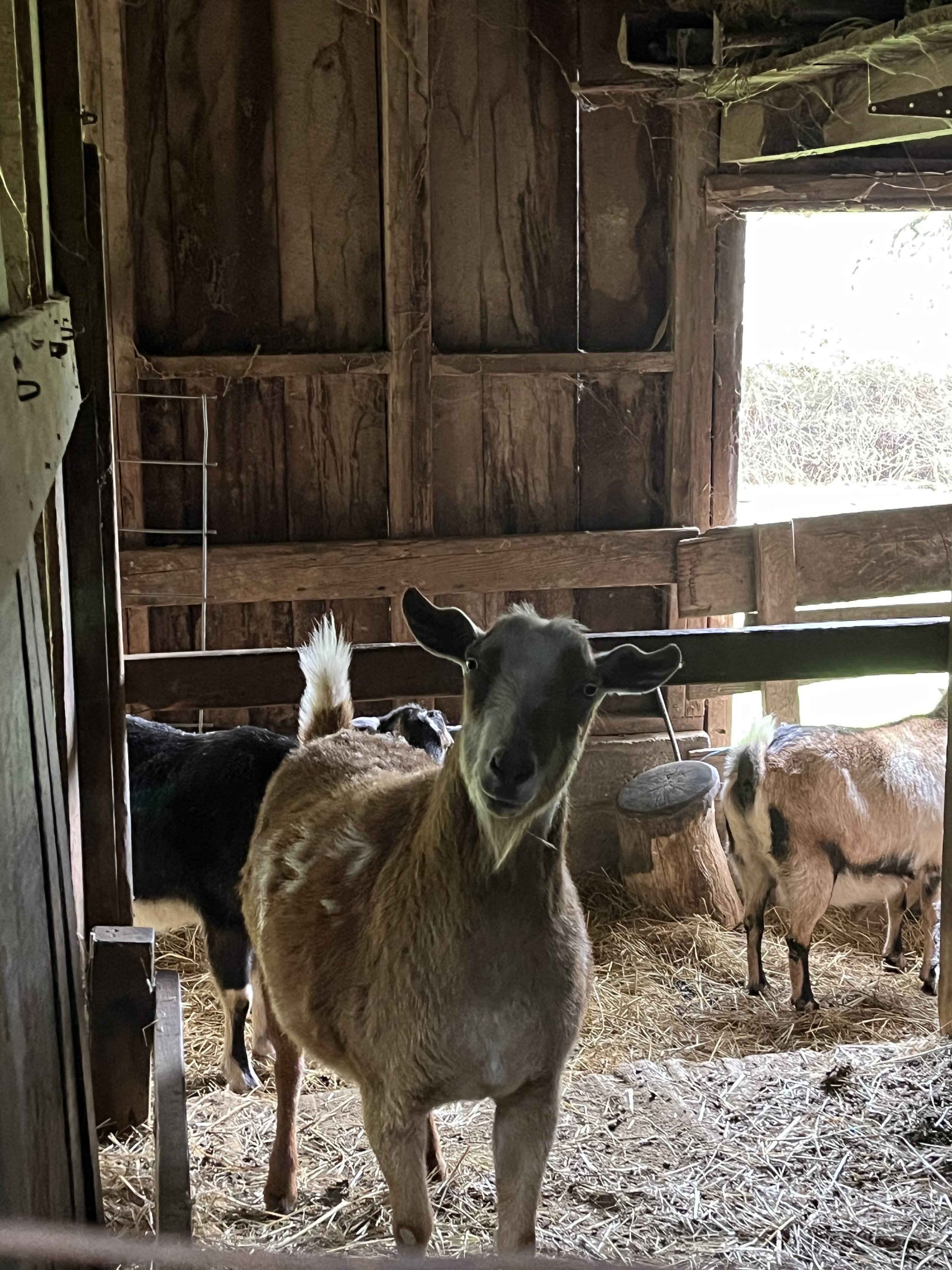 Goat in barn 2024.jpg