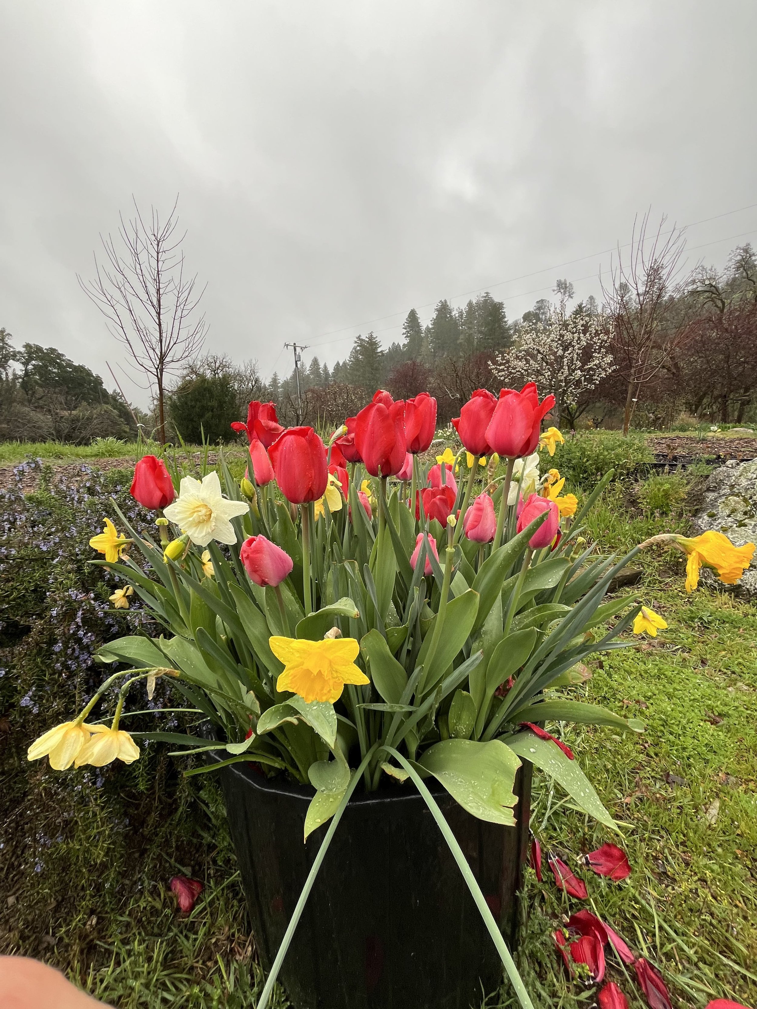 Tulips for sisters weekend 2024.jpg