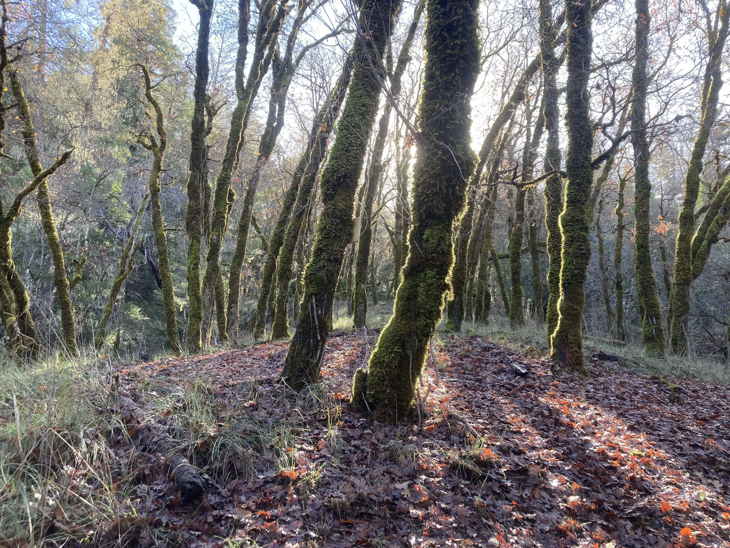 Up to the woods.jpg