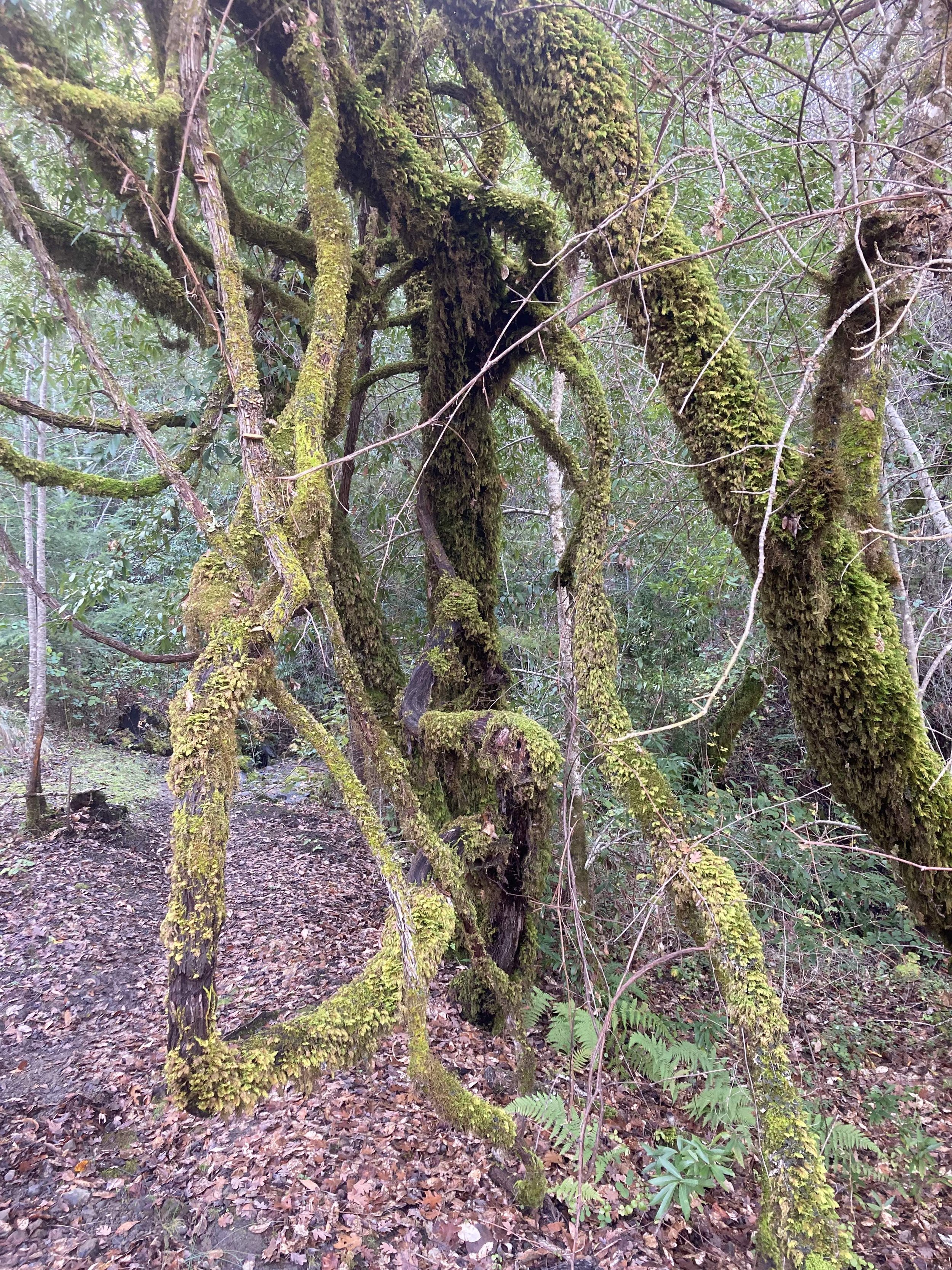 Grape vines.jpg