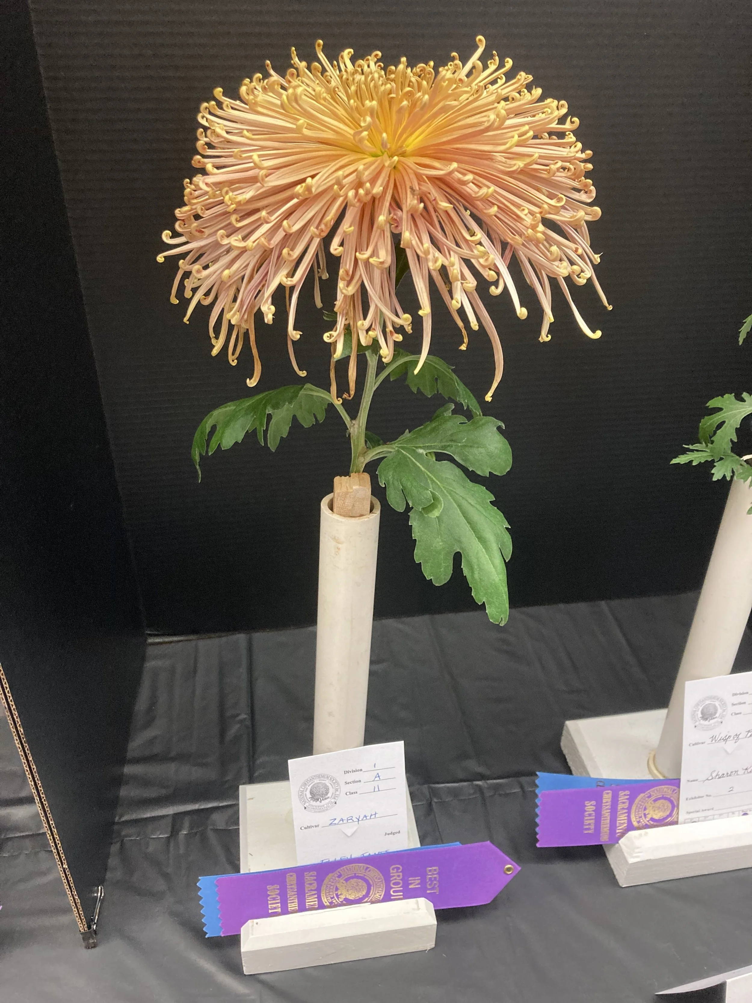 Zaryah at show.jpg