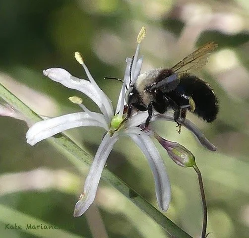 Bee Kate Marianchild ArtStay June.jpeg