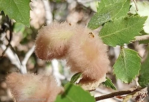 oak gall Kate September.jpg