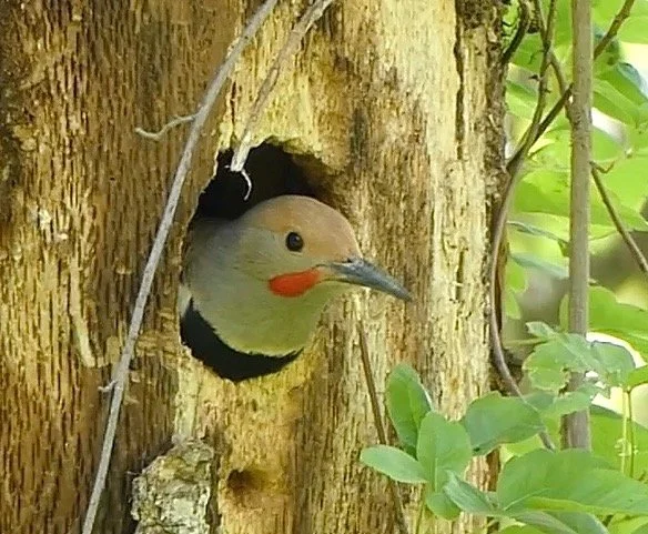 Woodpecker Kate Marianchild ArtStay June.jpeg