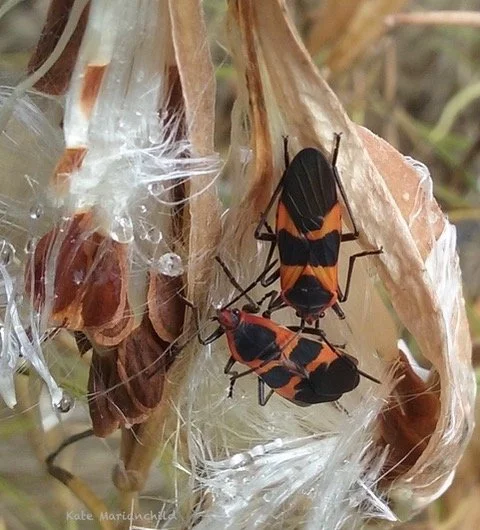 milkweed harliquin beetles Kate September.jpeg