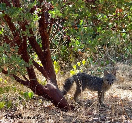 Fox Kate Marianchild ArtStay June.jpeg