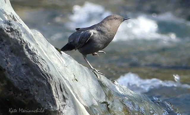 water ouzel Kate September.jpeg