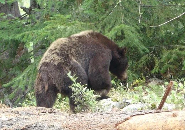 blackbear Kate September.jpeg