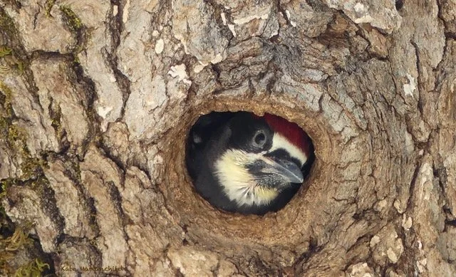 woodpecker in tree holeKate September.jpeg