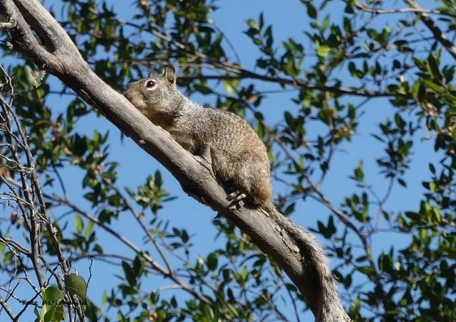 Squirrel Kate Marianchild ArtStay June.jpeg