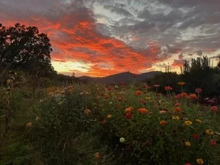 Martha's sunset 2025.jpg