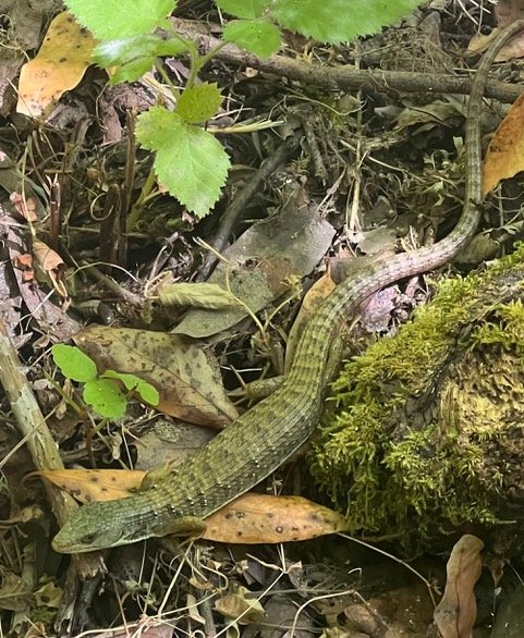 Lizard Kate Marianchild ArtStay June.jpeg