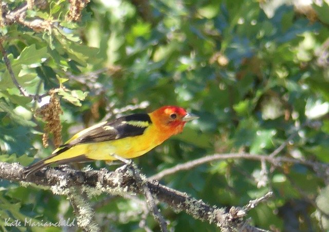 Tanager Kate Marianchild ArtStays June.jpeg