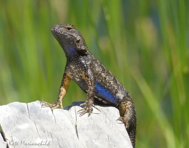 blue bellied skinkKate September.jpeg