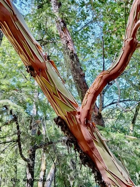 madrone bark Kate September.jpeg