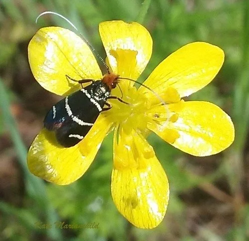 Moth Kate Marianchild ArtStay June.jpeg