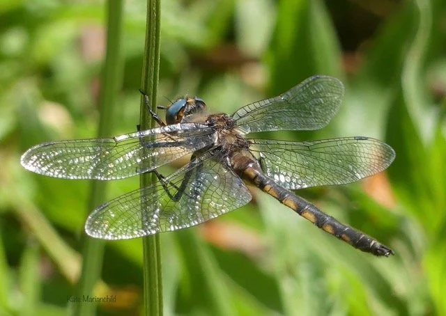 Dragonfly Kate Marianchild ArtStay June.jpeg