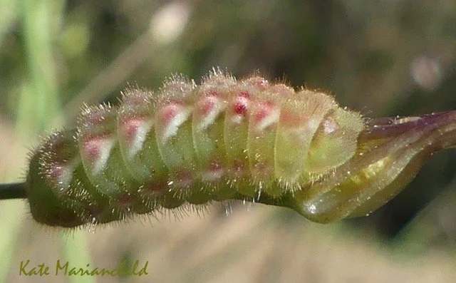 Pupa Kate Marianchild ArtStay June.jpeg