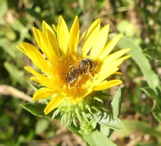 dandelion and wasp Kate September.jpeg