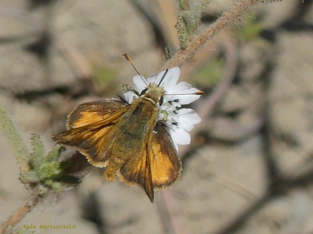 moth Kate September.jpeg