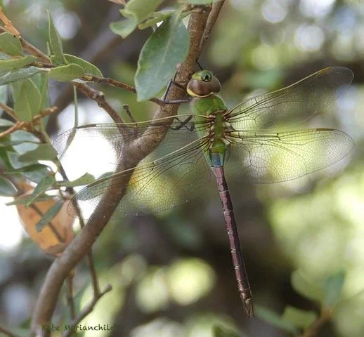 dragonfly Kate September.jpeg