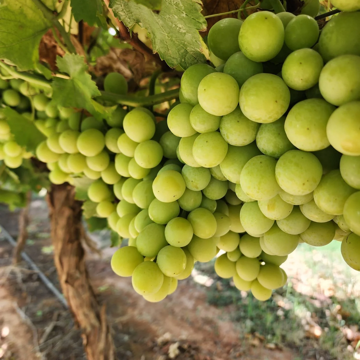 WhatsApp Image 2026-03-16 at 4.27.11 PM.jpeg