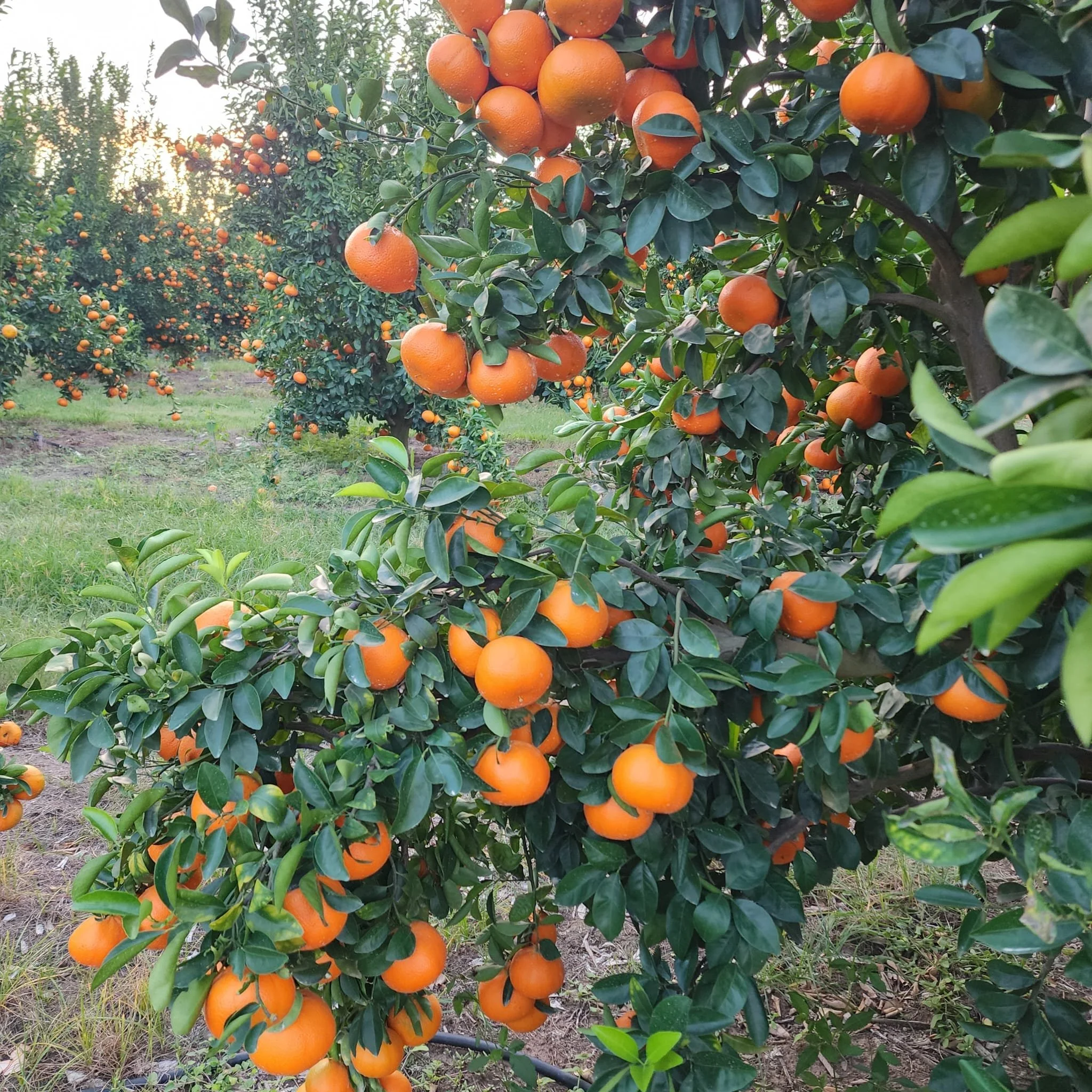 Mandarins