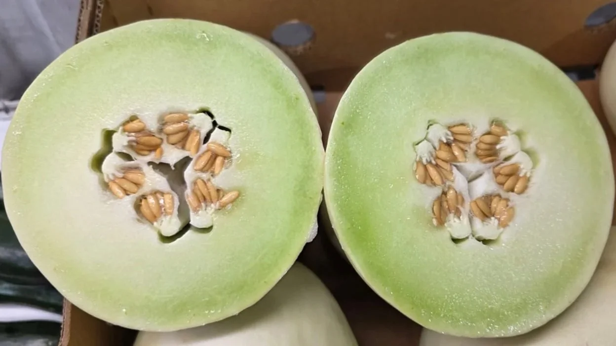 Honeydew