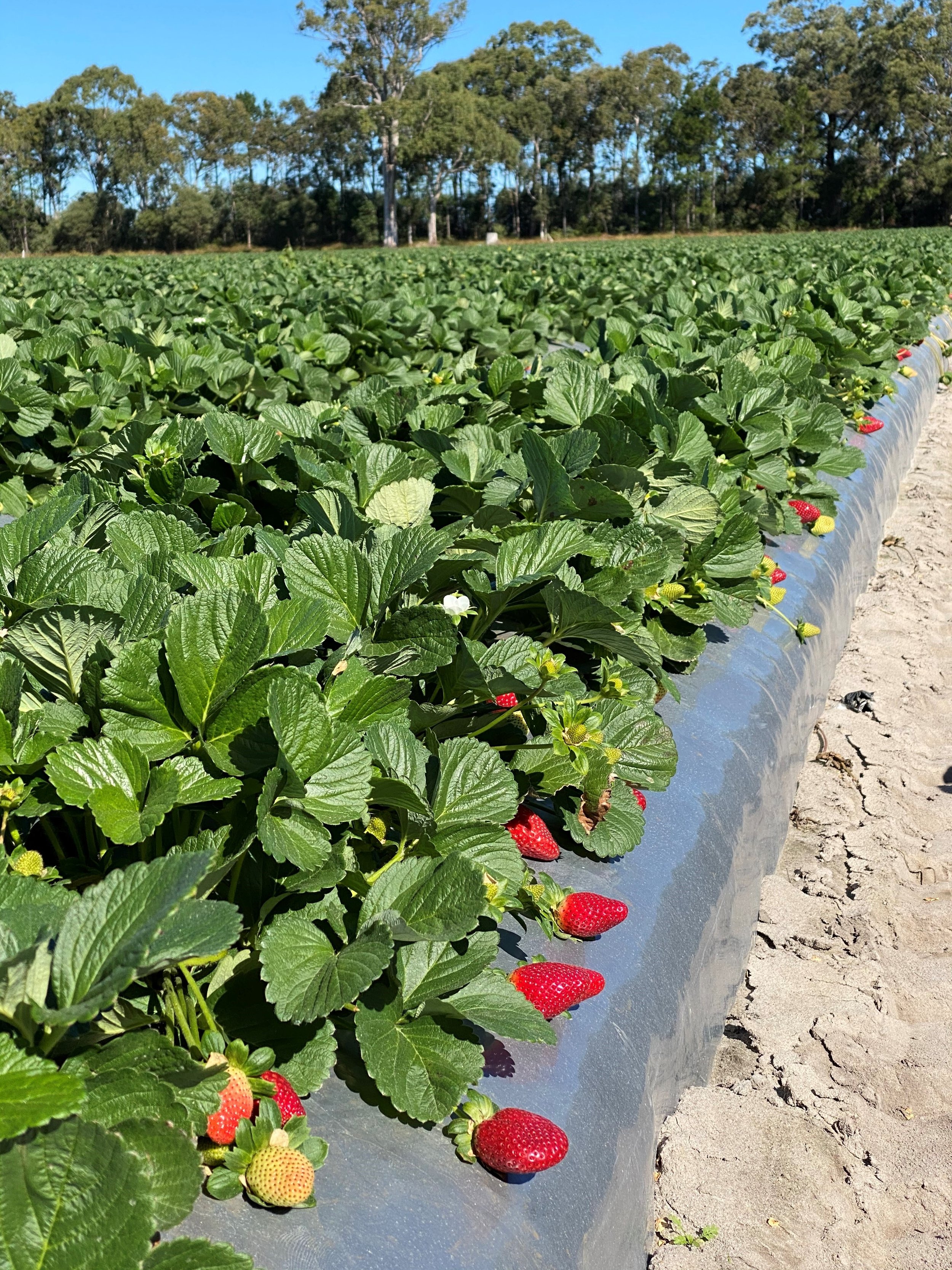 A strawberry farm with ripe red strawberries growing on green plants in rows.