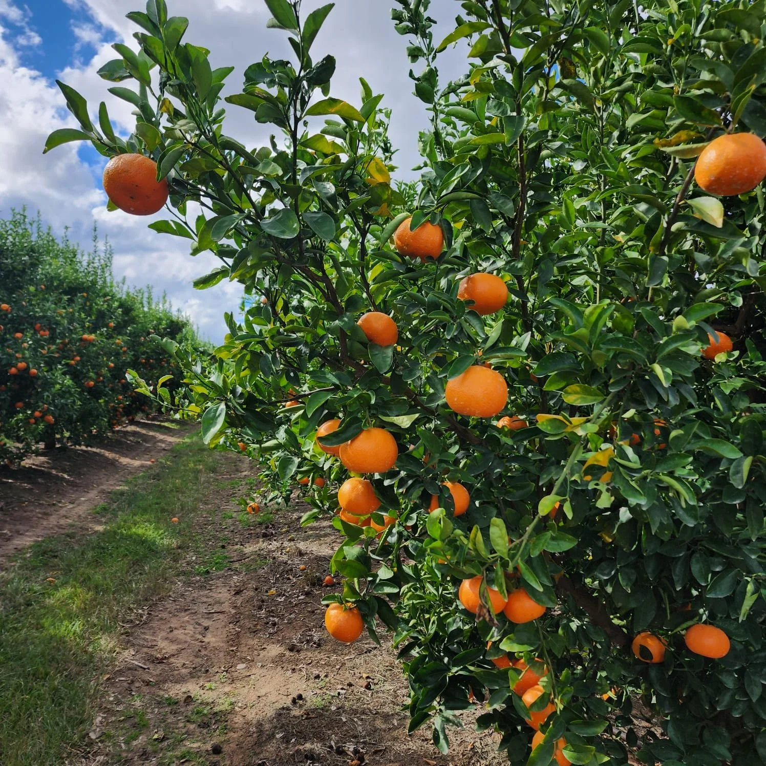 Orange trees with ripe oranges in an orchard on a partly cloudy day.