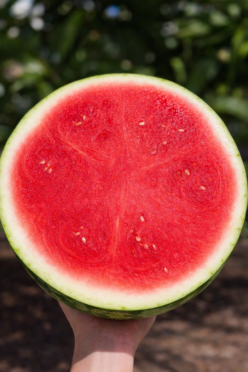Close-up of a halved watermelon with red flesh and black seeds, held outdoors with green foliage in the background.