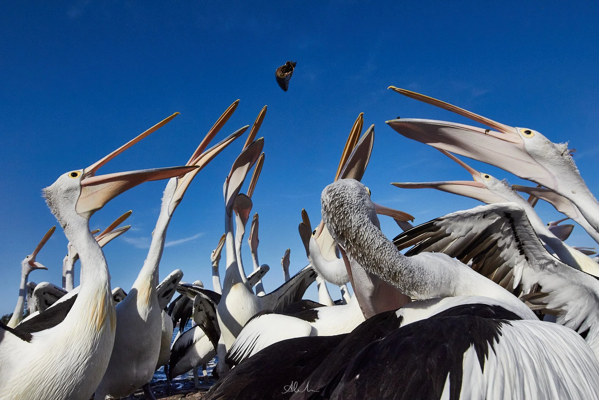 IMG_0407-Pelicans 1 RAW-JPEG - Squarespace.jpg